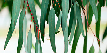 1646372749704059.jpg 尤加利.jpg