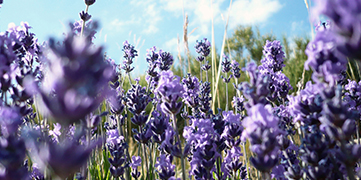 1646372810356940.jpg 薰衣草.jpg