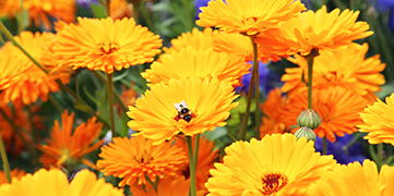 1646372847429253.jpg 洋甘菊.jpg