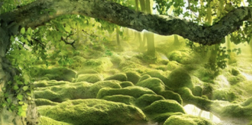 1646372932876945.jpg 植物芬多精.jpg