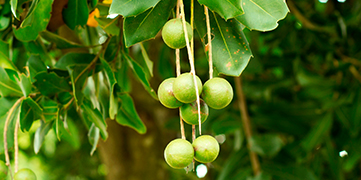 1647411008484766.jpg 坚果.jpg